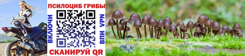 Псилоцибиновые грибы Psilocybine cubensis  Купить  Бородино 